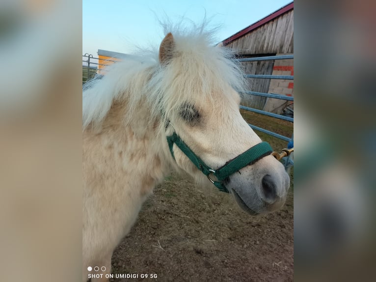 Mini Shetland Pony Hengst 2 Jaar 80 cm Palomino in Unterschneidheim