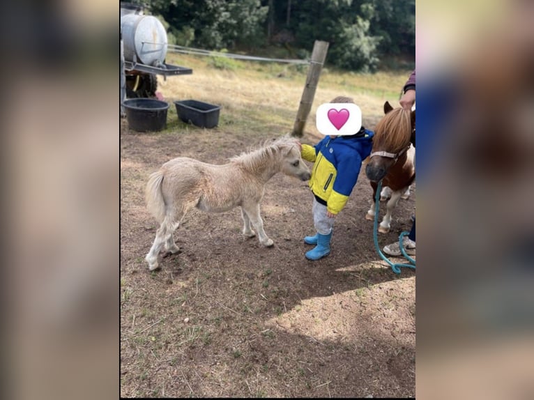 Mini Shetland Pony Hengst 2 Jaar 80 cm Palomino in Rimbach