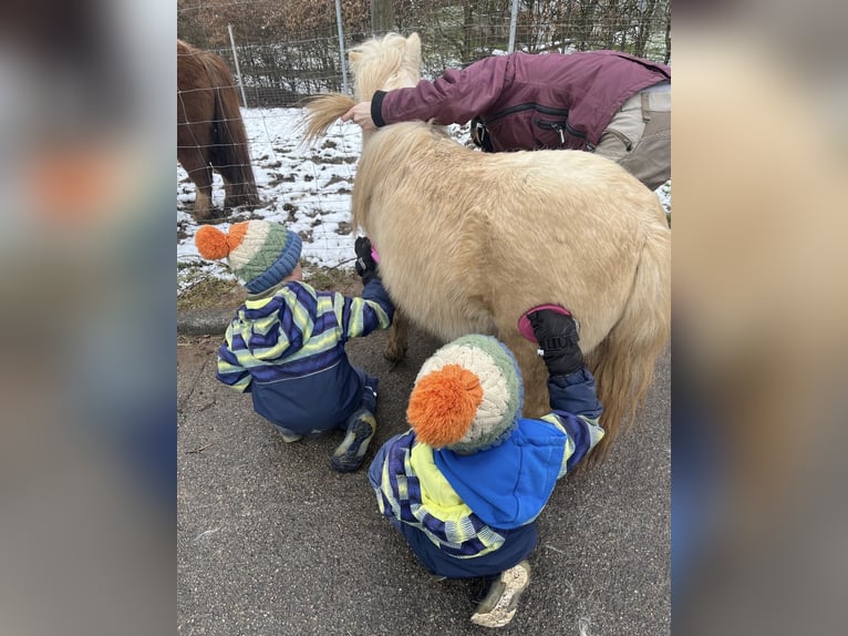 Mini Shetland Pony Hengst 2 Jaar 80 cm Palomino in Rimbach