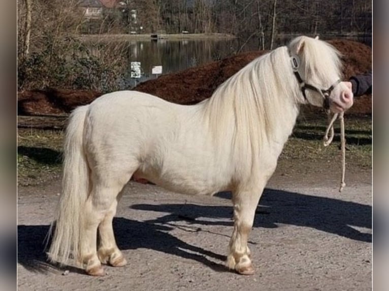 Mini Shetland Pony Hengst 2 Jaar 80 cm Palomino in Rimbach