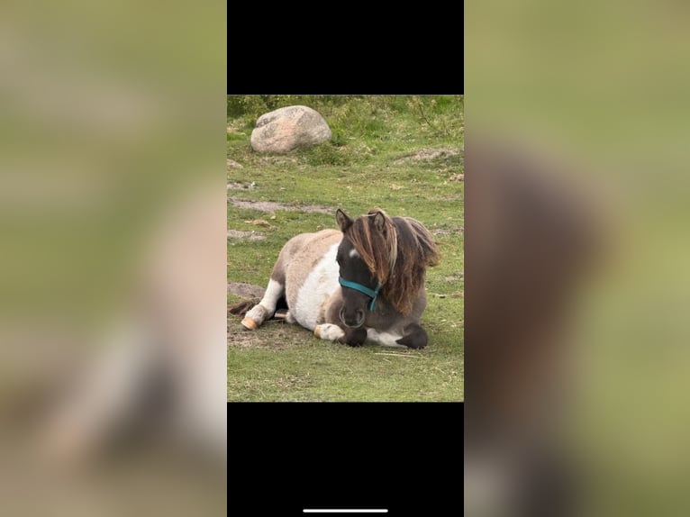 Mini Shetland Pony Hengst 2 Jaar 80 cm in Døstrup