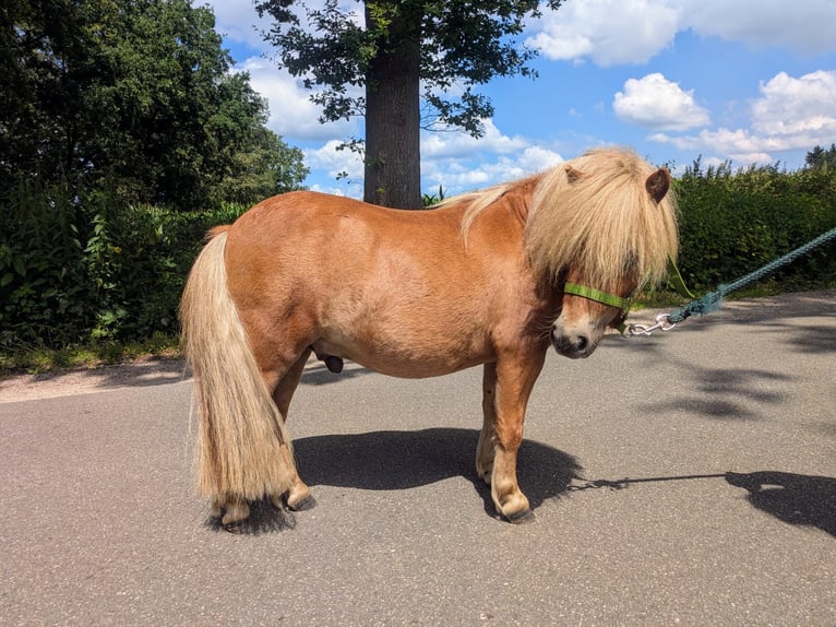 Mini Shetland Pony Hengst 2 Jaar 80 cm Vos in Norderstedt