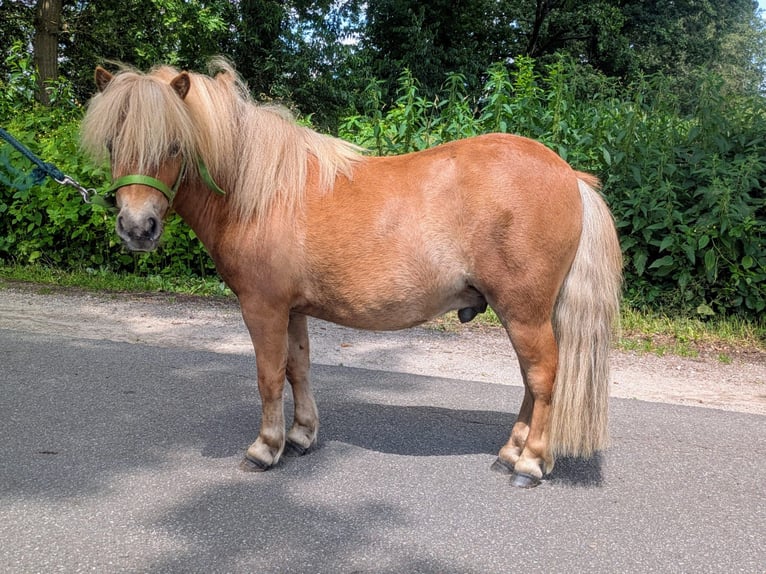 Mini Shetland Pony Hengst 2 Jaar 80 cm Vos in Norderstedt