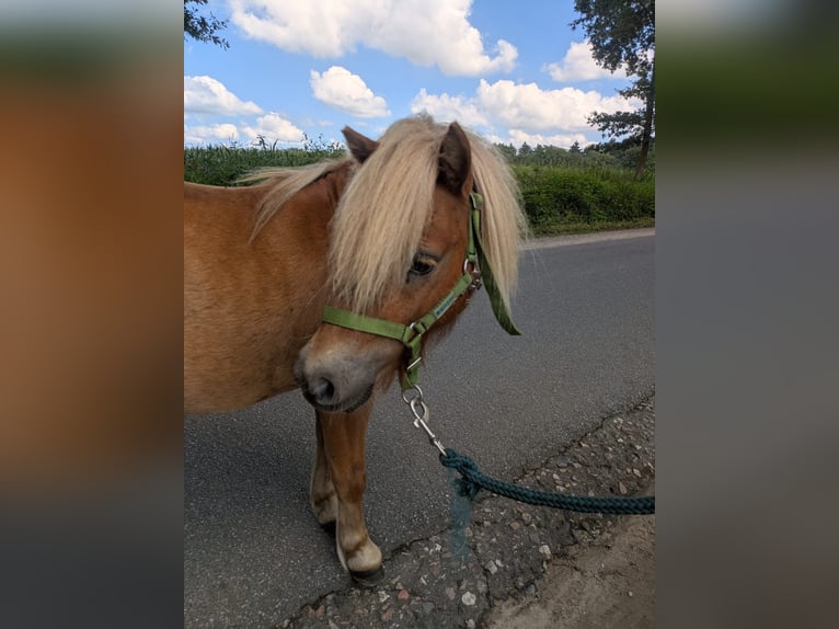 Mini Shetland Pony Hengst 2 Jaar 80 cm Vos in Norderstedt