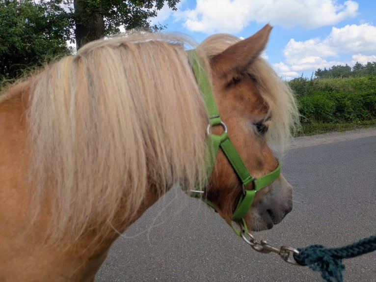 Mini Shetland Pony Hengst 2 Jaar 80 cm Vos in Norderstedt