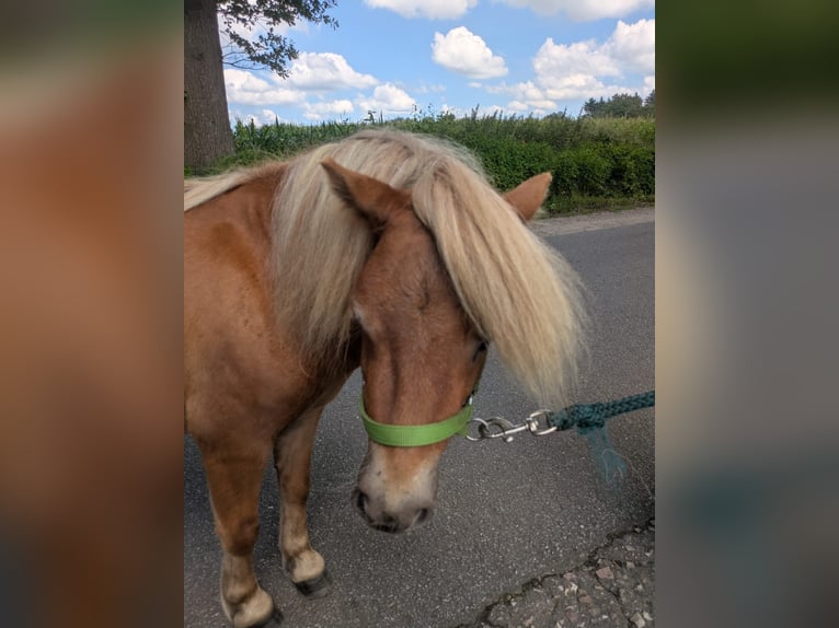 Mini Shetland Pony Hengst 2 Jaar 80 cm Vos in Norderstedt