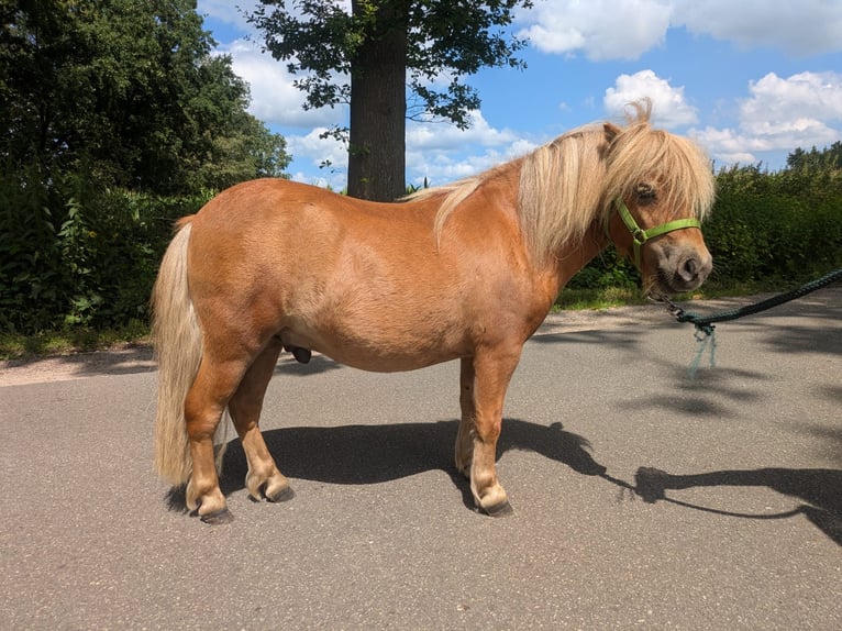 Mini Shetland Pony Hengst 2 Jaar 80 cm Vos in Norderstedt