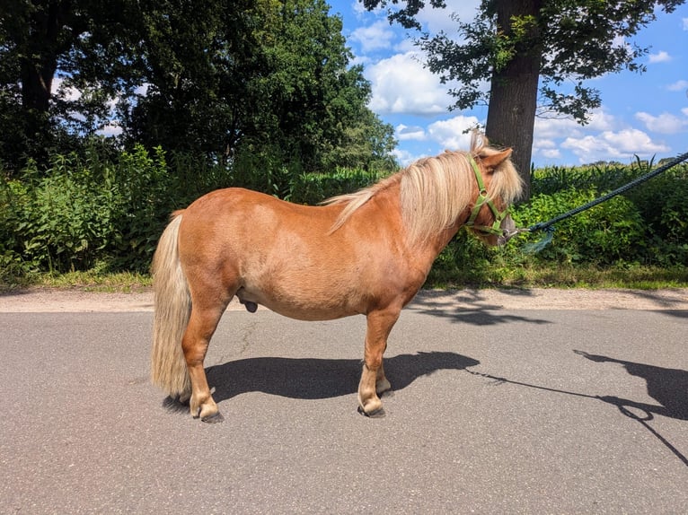 Mini Shetland Pony Hengst 2 Jaar 80 cm Vos in Norderstedt
