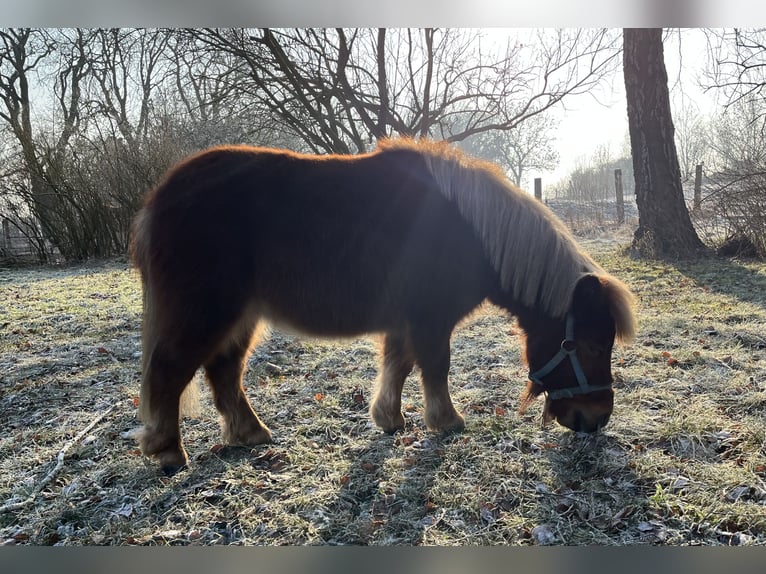 Mini Shetland Pony Hengst 2 Jaar 80 cm Vos in Uckerland