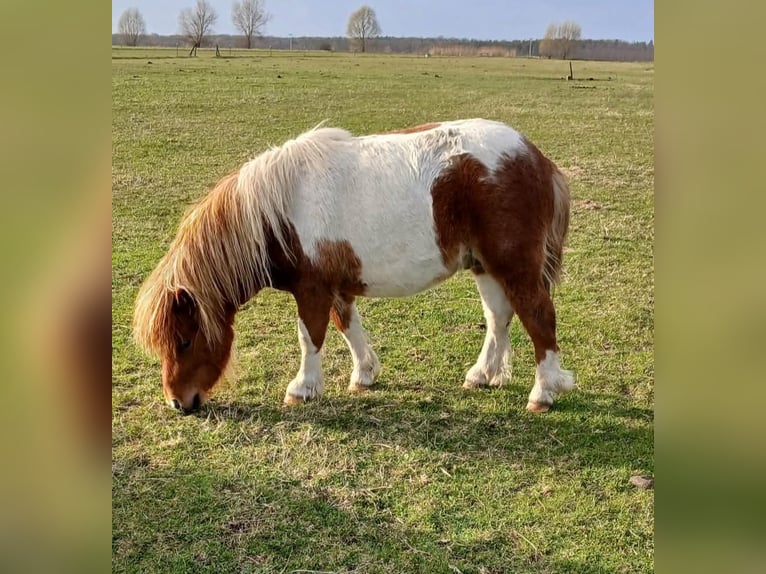 Mini Shetland Pony Hengst 2 Jaar 82 cm Gevlekt-paard in Reppichau