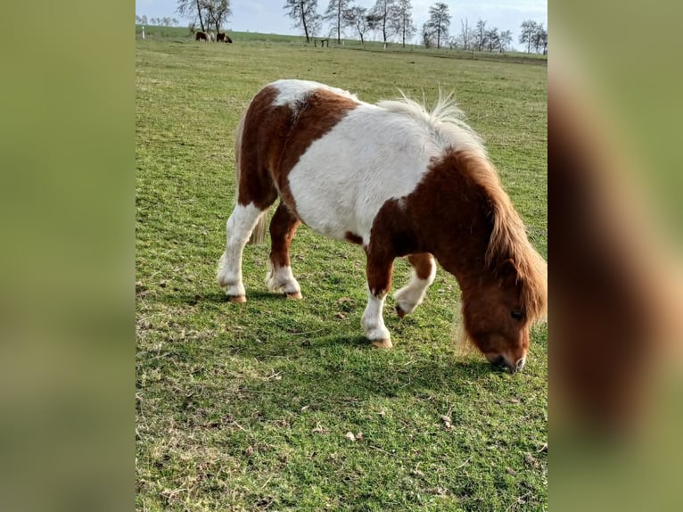 Mini Shetland Pony Hengst 2 Jaar 82 cm Gevlekt-paard in Reppichau