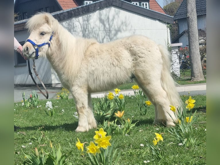 Mini Shetland Pony Hengst 2 Jaar 83 cm Palomino in Brakel