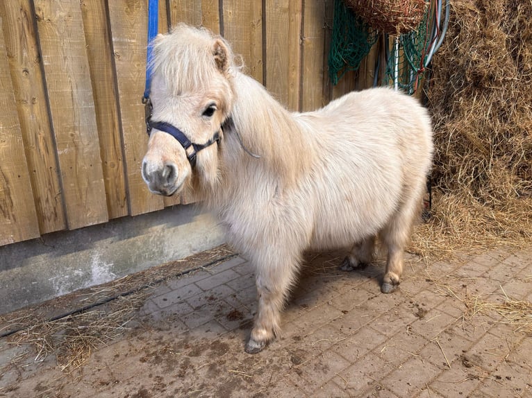 Mini Shetland Pony Hengst 2 Jaar 83 cm Palomino in Brakel