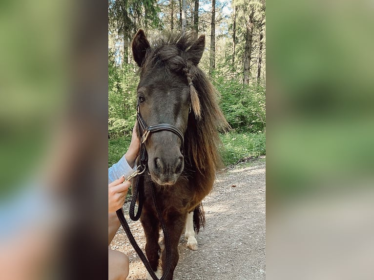 Mini Shetland Pony Hengst 2 Jaar 85 cm Gevlekt-paard in Dorfen