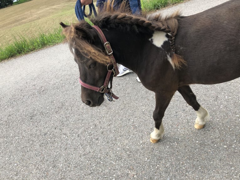 Mini Shetland Pony Hengst 2 Jaar 85 cm Gevlekt-paard in Dorfen