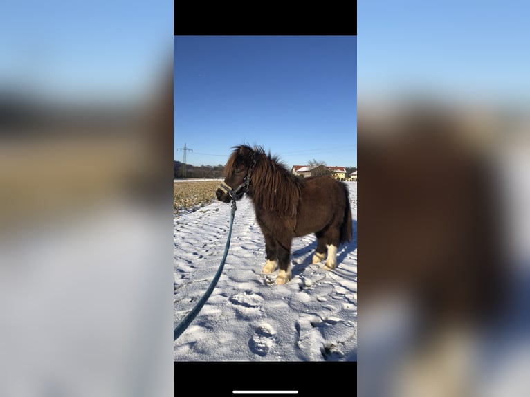 Mini Shetland Pony Hengst 2 Jaar 85 cm Gevlekt-paard in Dorfen