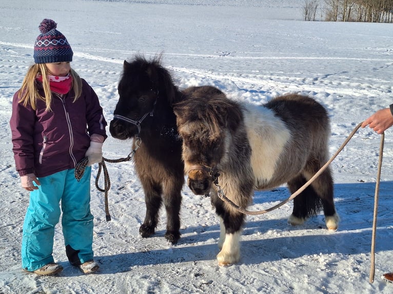 Mini Shetland Pony Hengst 2 Jaar 85 cm Gevlekt-paard in Argenbühl
