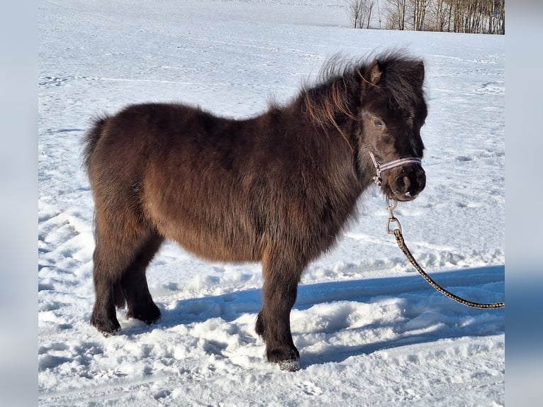 Mini Shetland Pony Hengst 2 Jaar 85 cm Gevlekt-paard in Argenbühl