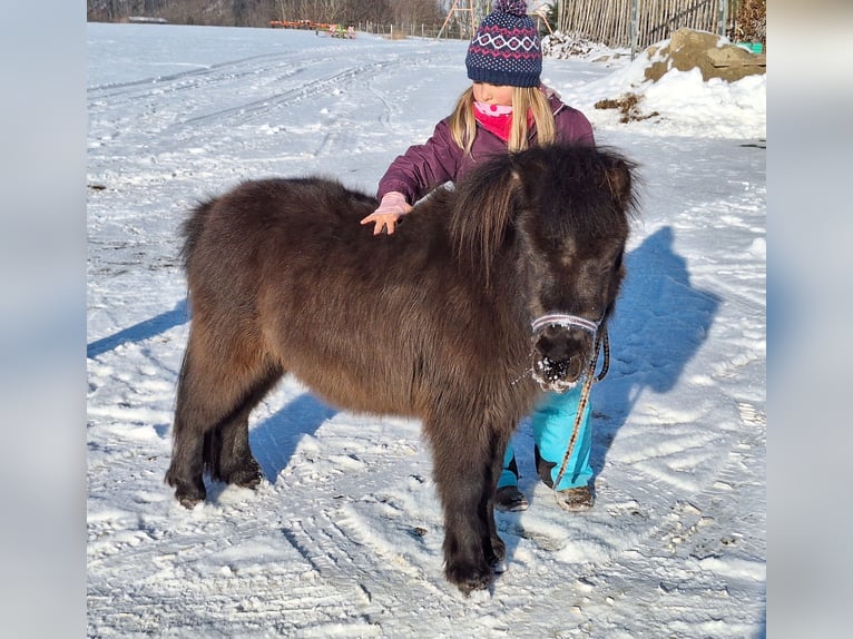 Mini Shetland Pony Hengst 2 Jaar 85 cm Gevlekt-paard in Argenbühl