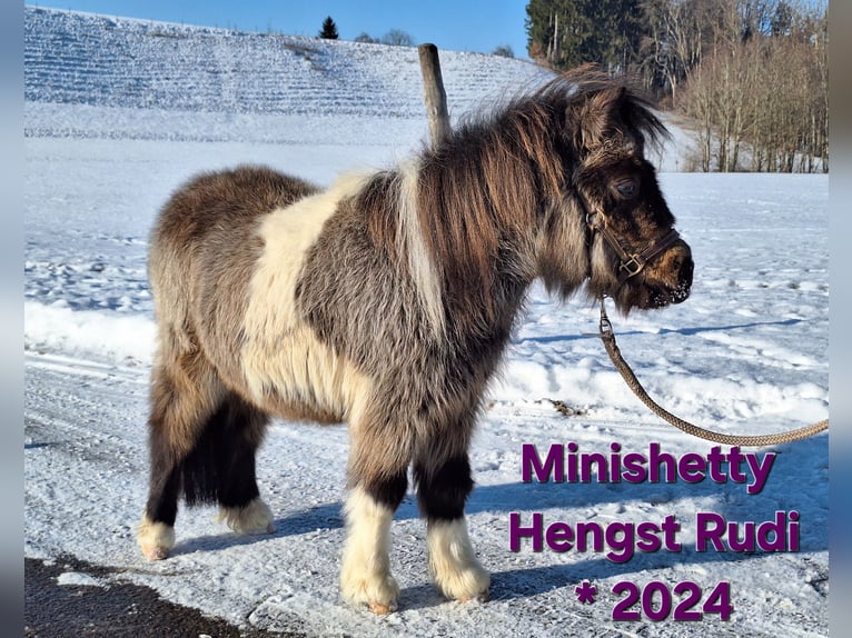 Mini Shetland Pony Hengst 2 Jaar 85 cm Gevlekt-paard in Argenbühl