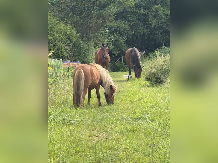 Mini Shetland Pony Hengst 2 Jaar 92 cm Vos in Roßlau