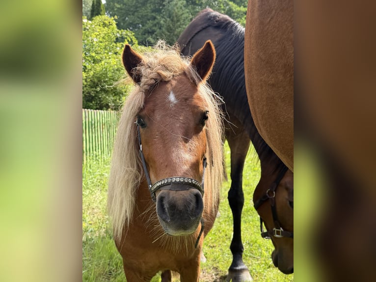 Mini Shetland Pony Hengst 2 Jaar 92 cm Vos in Roßlau