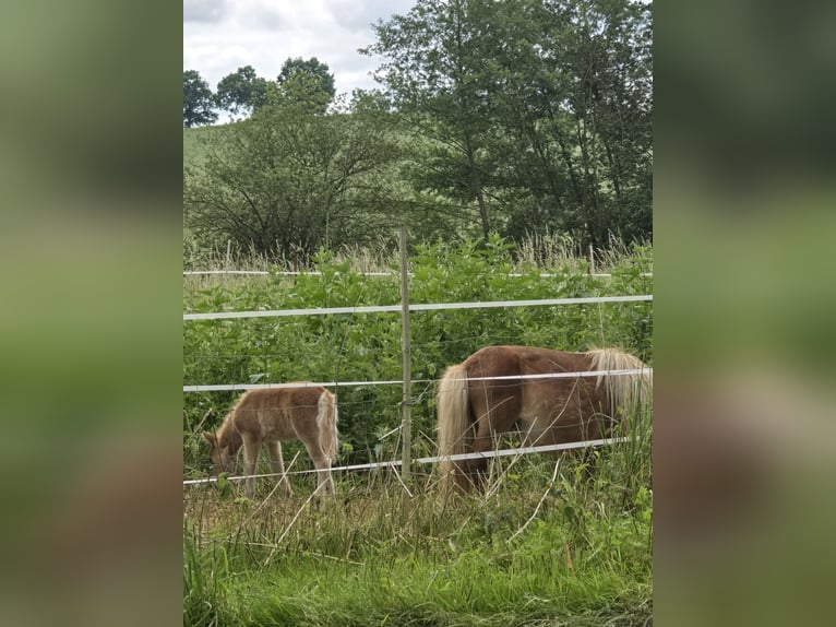 Mini Shetland Pony Hengst 2 Jahre 65 cm Hellbrauner in B&#xFC;hren