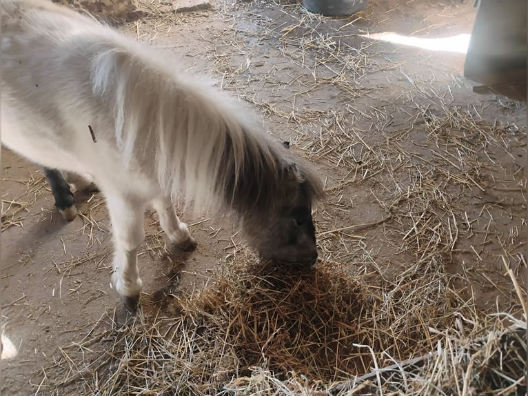Mini Shetland Pony Hengst 2 Jahre 72 cm Brauner in Hohberg