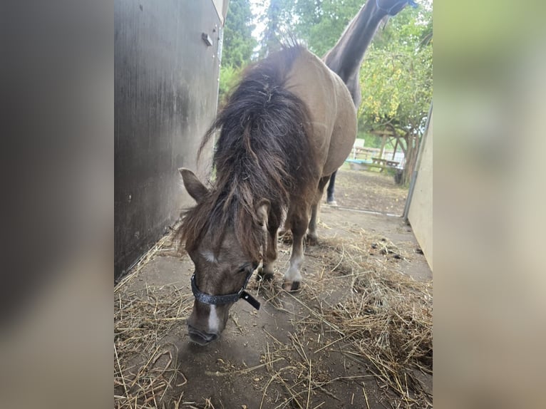 Mini Shetland Pony Hengst 2 Jahre 76 cm  in Coswig