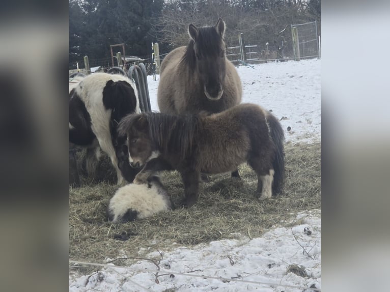 Mini Shetland Pony Hengst 2 Jahre 76 cm  in Coswig