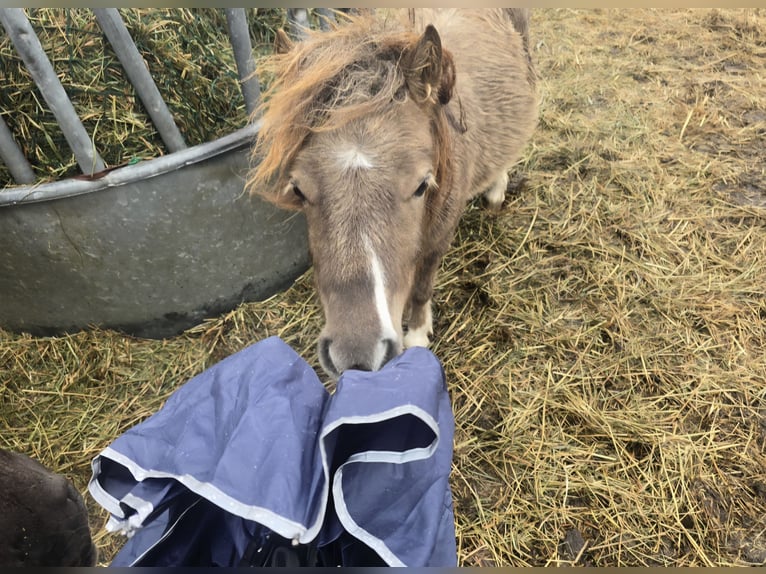 Mini Shetland Pony Hengst 2 Jahre 76 cm  in Coswig