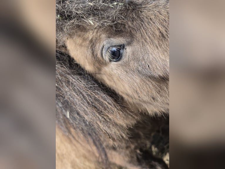 Mini Shetland Pony Hengst 2 Jahre 76 cm  in Coswig
