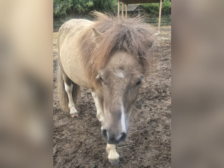 Mini Shetland Pony Hengst 2 Jahre 76 cm  in Coswig