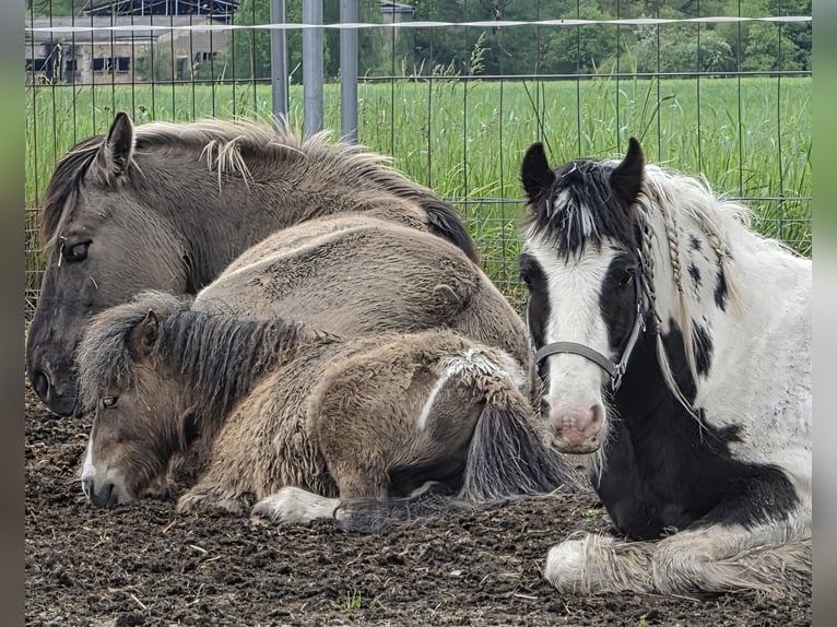 Mini Shetland Pony Hengst 2 Jahre 76 cm  in Coswig