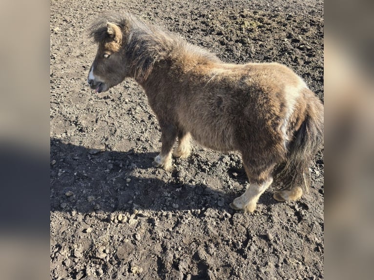 Mini Shetland Pony Hengst 2 Jahre 78 cm  in Coswig