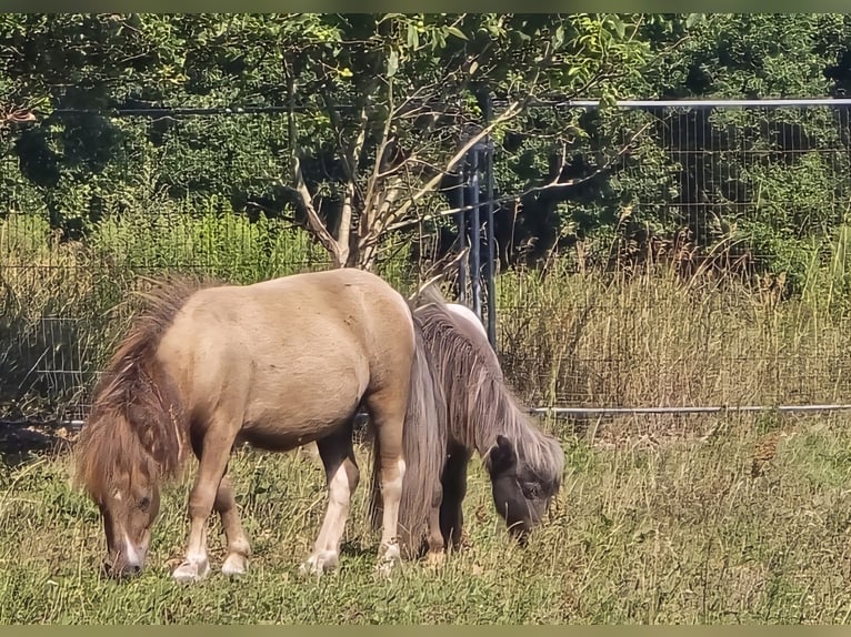 Mini Shetland Pony Hengst 2 Jahre 78 cm  in Coswig