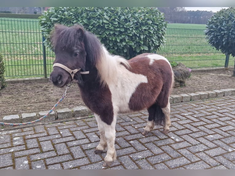 Mini Shetland Pony Hengst 2 Jahre 78 cm Schecke in Reken