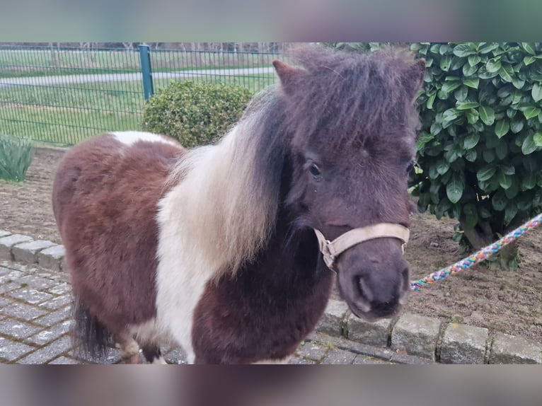 Mini Shetland Pony Hengst 2 Jahre 78 cm Schecke in Reken