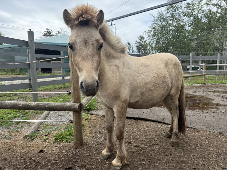 Mini Shetland Pony Hengst 2 Jahre 80 cm Buckskin in Fronreute