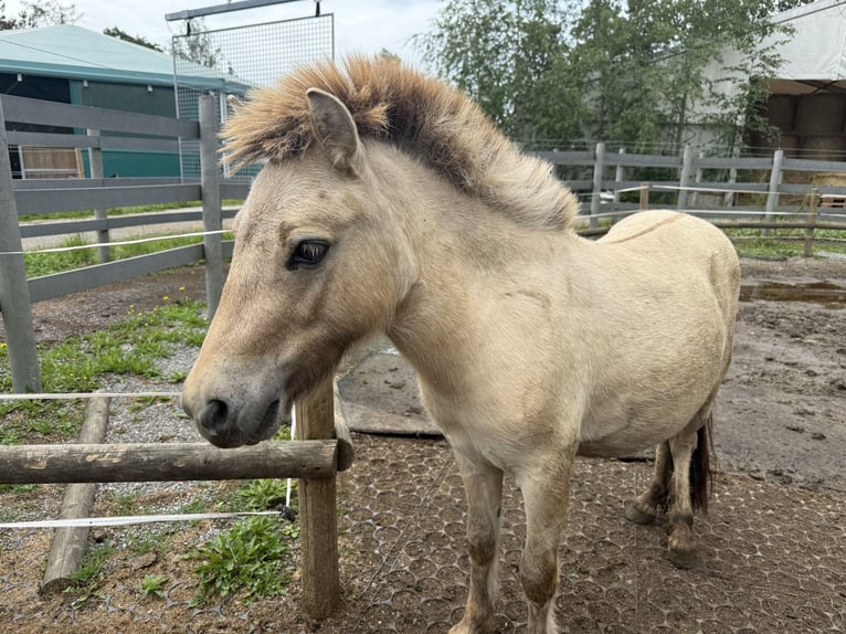 Mini Shetland Pony Hengst 2 Jahre 80 cm Buckskin in Fronreute