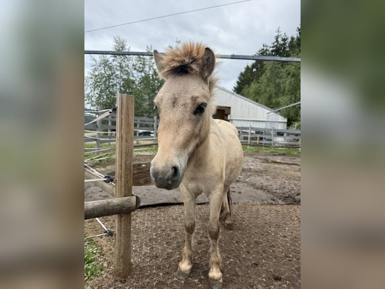 Mini Shetland Pony Hengst 2 Jahre 80 cm Buckskin in Fronreute