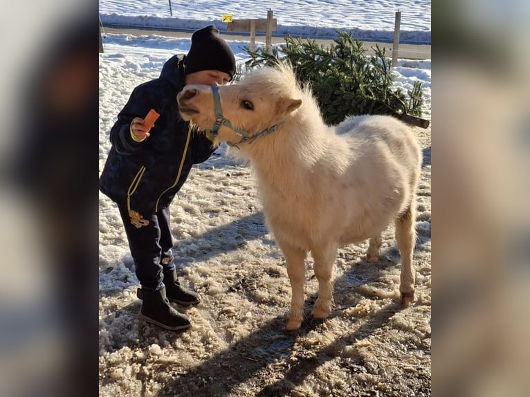 Mini Shetland Pony Hengst 2 Jahre 80 cm Champagne in Thurmansbang