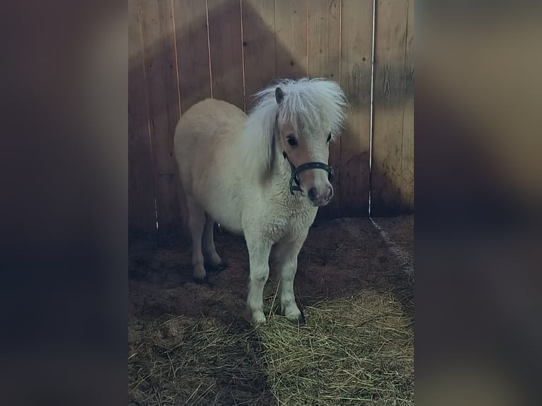 Mini Shetland Pony Hengst 2 Jahre 80 cm Champagne in Thurmansbang