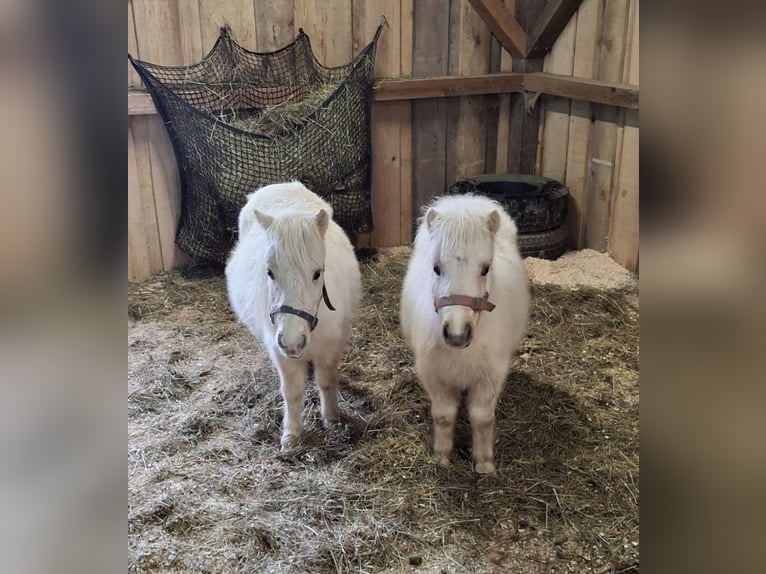 Mini Shetland Pony Hengst 2 Jahre 80 cm Champagne in Thurmansbang