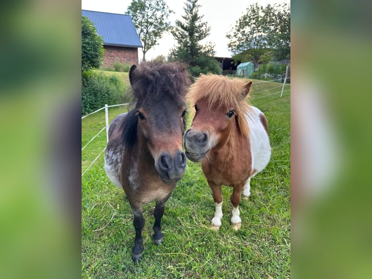 Mini Shetland Pony Mix Hengst 2 Jahre 80 cm  in Langenbach