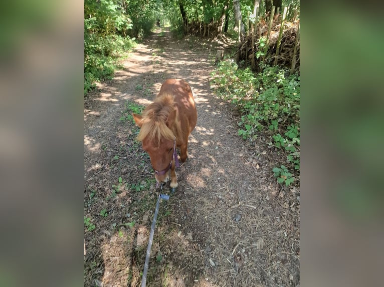 Mini Shetland Pony Hengst 2 Jahre 80 cm Fuchs in Coswig