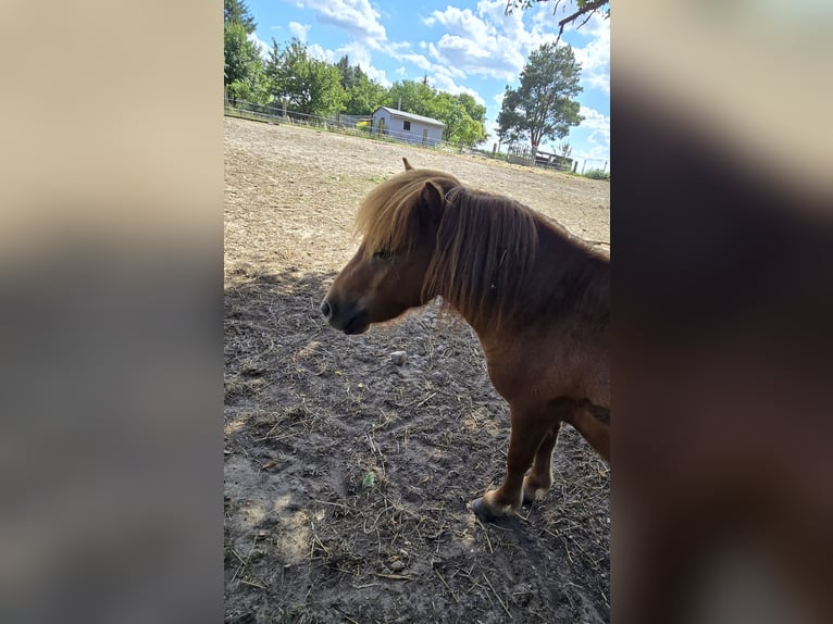 Mini Shetland Pony Hengst 2 Jahre 80 cm Fuchs in Coswig