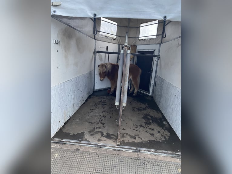 Mini Shetland Pony Hengst 2 Jahre 80 cm Fuchs in Norderstedt
