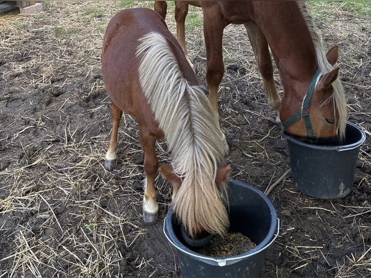 Mini Shetland Pony Hengst 2 Jahre 80 cm Fuchs in Uckerland