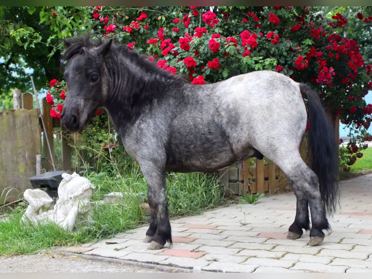 Mini Shetland Pony Hengst 2 Jahre 80 cm Roan-Blue in Kirchbichl